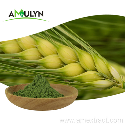 Green Wheat Barley Grass juice extract powder